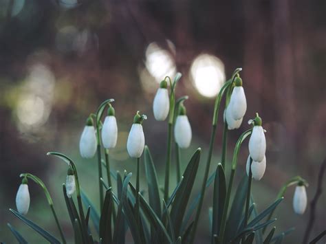 Several White Snowdrop Flowers Blooming Growing In Garden In Spring