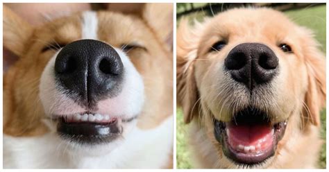 This Instagram Account Shares Photos Of Dog Noses Popsugar Uk Pets