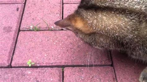 Then, dispose of the spider or, if you can do so safely, release it outdoors. Katze frisst Spinne 2 - Cat eat Spider 2 - YouTube