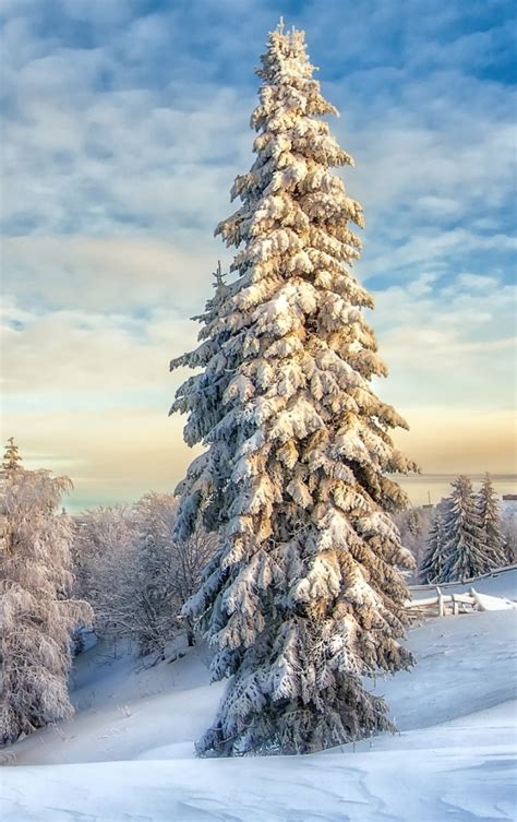 840x1336 Winter Landscape With Snow Covered Trees 840x1336 Resolution