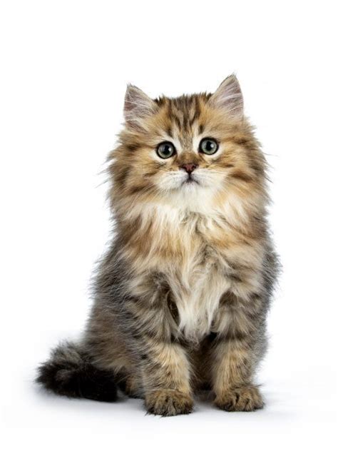 Top 10 Indoor Cat Breeds Bow Wow Meow Pet Insurance