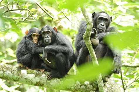 Limportance Des Chimpanzés Pour La Forêt Dossier