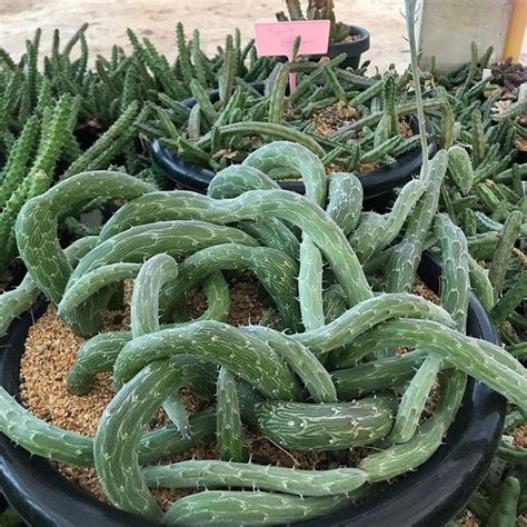 Snake Cactus 🌵 Planting Succulents Weird Plants Succulents