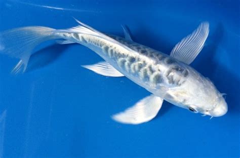 8 Long Fin Midori Orgon Butterfly Koi Fish Shipping Within Canada