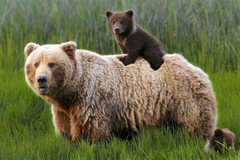 From Mild To Wild How To See Alaskas National Parks Animals