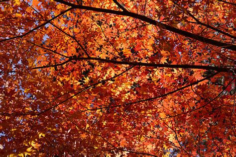 Japanese Maple Photograph By Kathleen Bishop Fine Art America