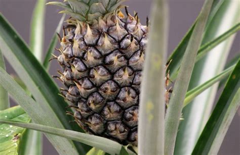 How To Grow Pineapples Pineapple Planting Growing Okra Pineapple