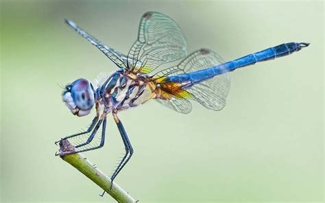 They show up on memaw's knitted sweater, baby onesies, wine glasses, and summer napkins. Mosquito Control: 10 Plants That Attract Mosquito-Eating ...