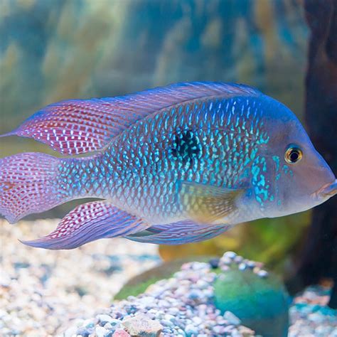 African Cichlid Freshwater Fish