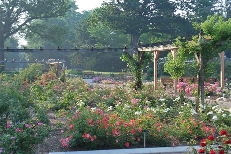 Kimberly L Jackson Living Nj Rose Experts To Prune Offer Growing