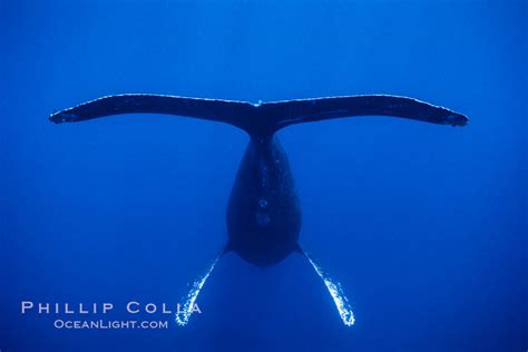 Adult Male Humpback Whale Singing Underwater Megaptera Novaeangliae