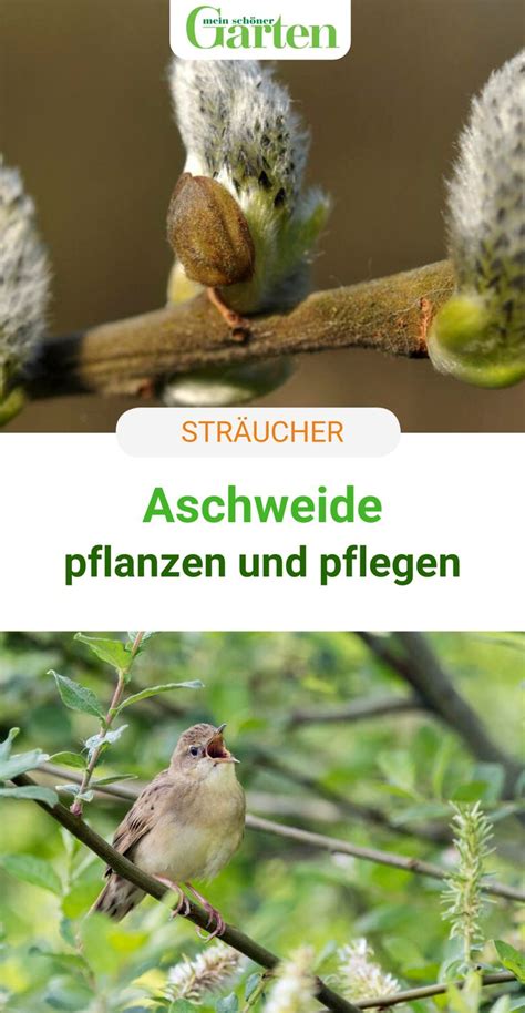 Garten sträucher für einen lebendigen und attraktiven garten. Aschweide: Wertvolles Gehölz für den Garten | Sträucher ...