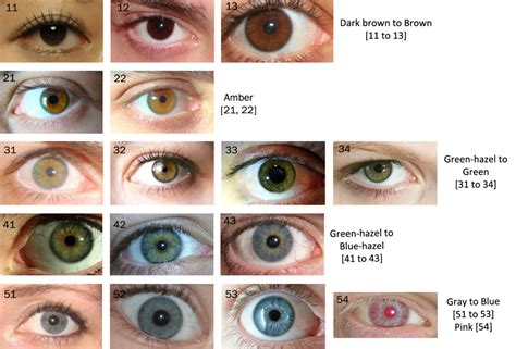 Eye Colour Chart With Photos Of Real Eyes Advanced Novel Writing