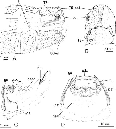 Berchmansus Adumbratus Male A Terminal Abdominal Segments Lateral