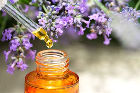 Eight Methods To Use Lavender Important Oil For Pores And Skin Soothe Defend And Moisturize