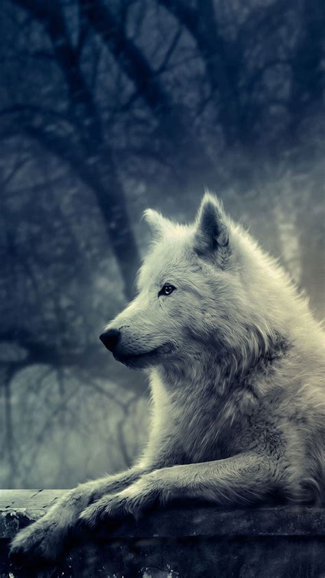 The great collection of 4k wolf wallpaper for desktop, laptop and mobiles. Wolf White Wallpaper for iPhone 11, Pro Max, X, 8, 7, 6 ...