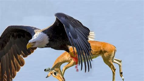 Video Captures The Moment An Eagle Takes Down Large Prey With Razor