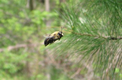 Try not to breathe it in or get it on your clothes or skin. Everyday Finesse: Getting rid of carpenter bees