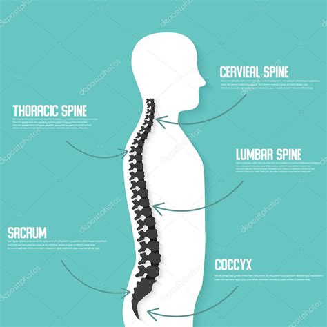 Anatomía humana de la columna vertebral vector illustration Spine