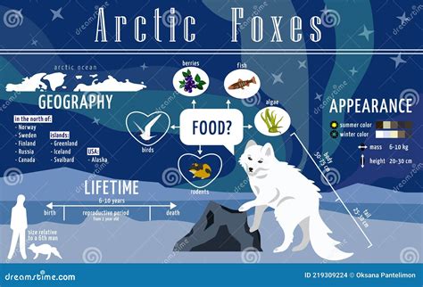 Ready To Use Educational Poster About Arctic Foxes Infographics For