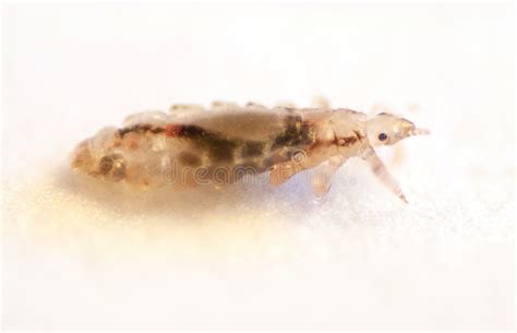 Head Louse Pediculus Humanus Under The Microscope Stock Image Image