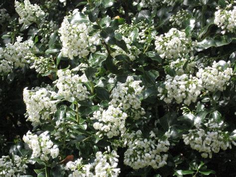 Escallonia Iveyi These White Fragrant Flowers Bloom From June To September Scented Plants