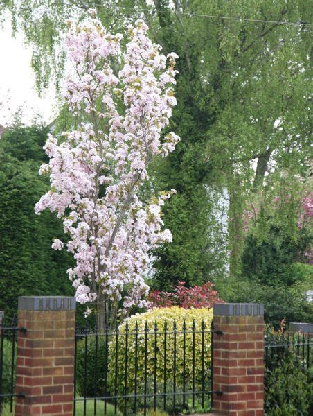 Japanese Flowering Cherry Prunus Amanogawa Small