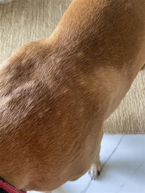 Why Does My Dog Have Bumps On His Skin