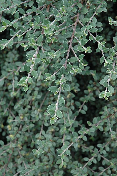 Gray Leaf Cotoneaster Cotoneaster Glaucophyllus In San Antonio Texas