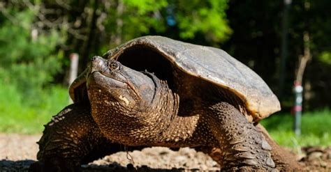 Snapping Turtle Vs Painted Turtle What Are The Differences Wiki Point