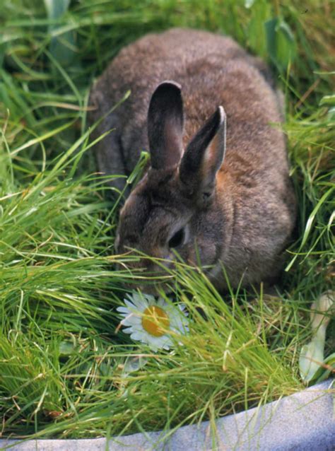 How To Keep Rabbits From Eating Plants In Your Garden