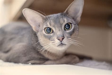 13 Cat Breeds With Big Eyes