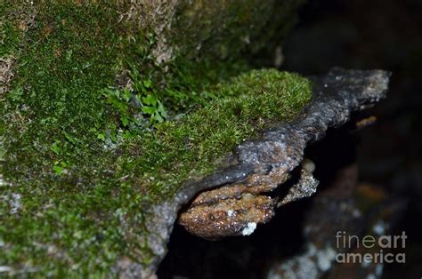 Moss On A Cave Ledge Photograph By Stacie Siemsen Fine Art America