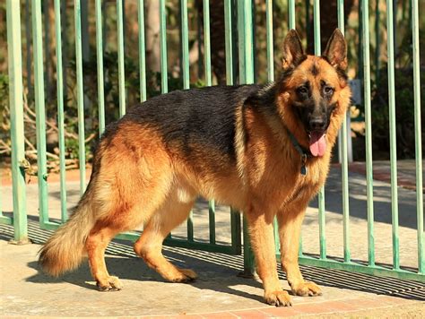 Anyone Have Experience With Giant German Shepherds River Daves Place
