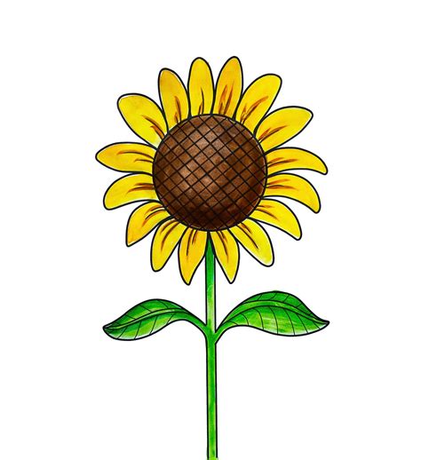 Sunflower Cartoon Ubicaciondepersonascdmxgobmx