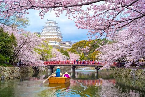 Japans Stunning Cherry Blossoms Are Set To Bloom Early This Year