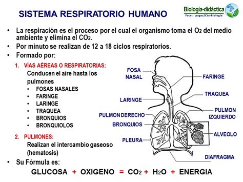 Biología didáctica NSC 4 Sistema Respiratorio Humano
