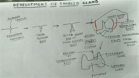 Development Of Thyroid Gland Chart Tcml Youtube