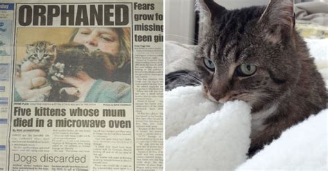 The Cat Whose Mum Died In Unimaginable Horror Inside A Microwave