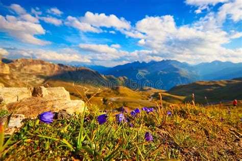 Alps Mountains And Flowers Stock Image Image Of Nonurban 30554257