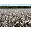 Cotton Harvests Expected To Top 1000 Pounds Again  Mississippi State