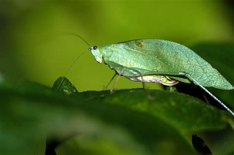 Conservacion Privada Fotos De Insectos De Las Mas Comunes Del Area De