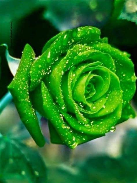 ROSE PHOTOS In 2022 Beautiful Rose Flowers Green Rose Rose