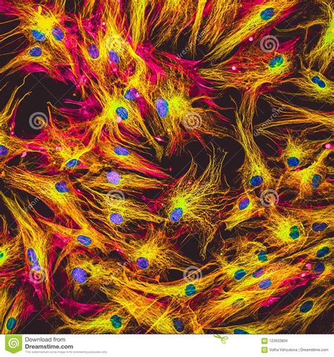 Human Skin Cells Under Microscope Micropedia