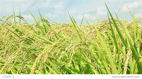 Rice Plant Stock Video Footage 2336812
