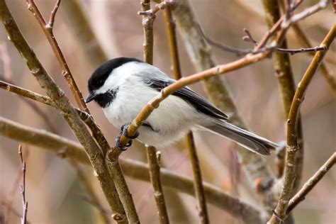 10 Majestic Birds Of Colorado Common Native Birds In State Of Co