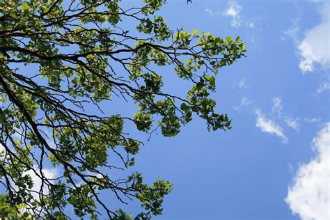 Free Images Tree Nature Branch Sky White Sunlight Leaf Flower