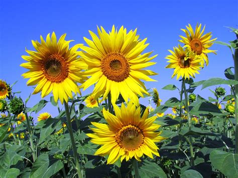 Sunflowers Tall And Proud Agriculture Monthly