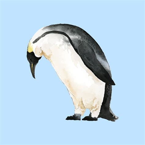 Hand Drawn Mature Emperor Penguin Watercolor Style Vector Download