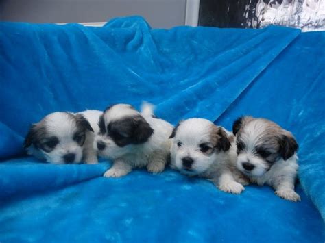 Browse and find shih tzu puppies today, on the uk's leading dog only classifieds site. Mal-Shi Puppies For Sale | Colorado Springs, CO #240662